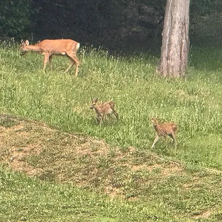 La Corte Dei Celti La Fonte