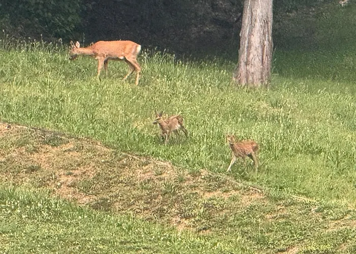 La Corte Dei Celti La Fonte